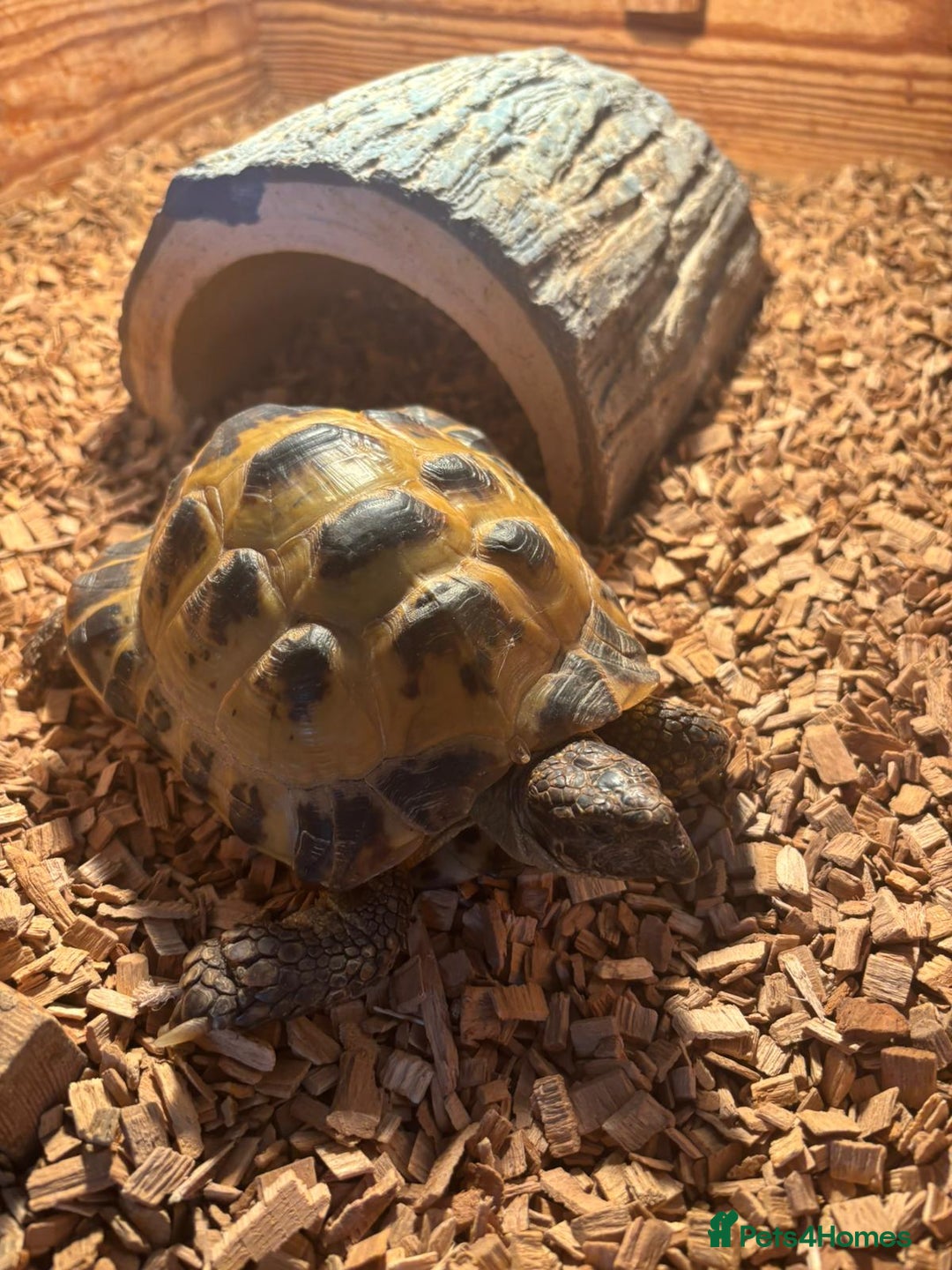 Tortoise reptiles for sale: Horsefield Tortoise - Image 2