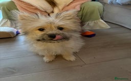 Mixed Breed dogs for sale: Penny the Pomeranian mix  - Image 4