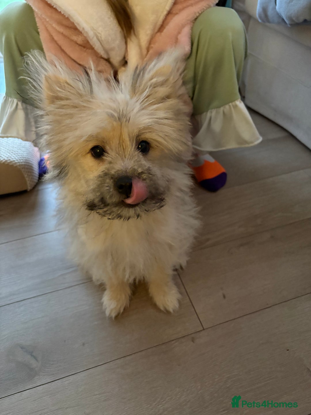 Mixed Breed dogs for sale: Penny the Pomeranian mix  - Image 4