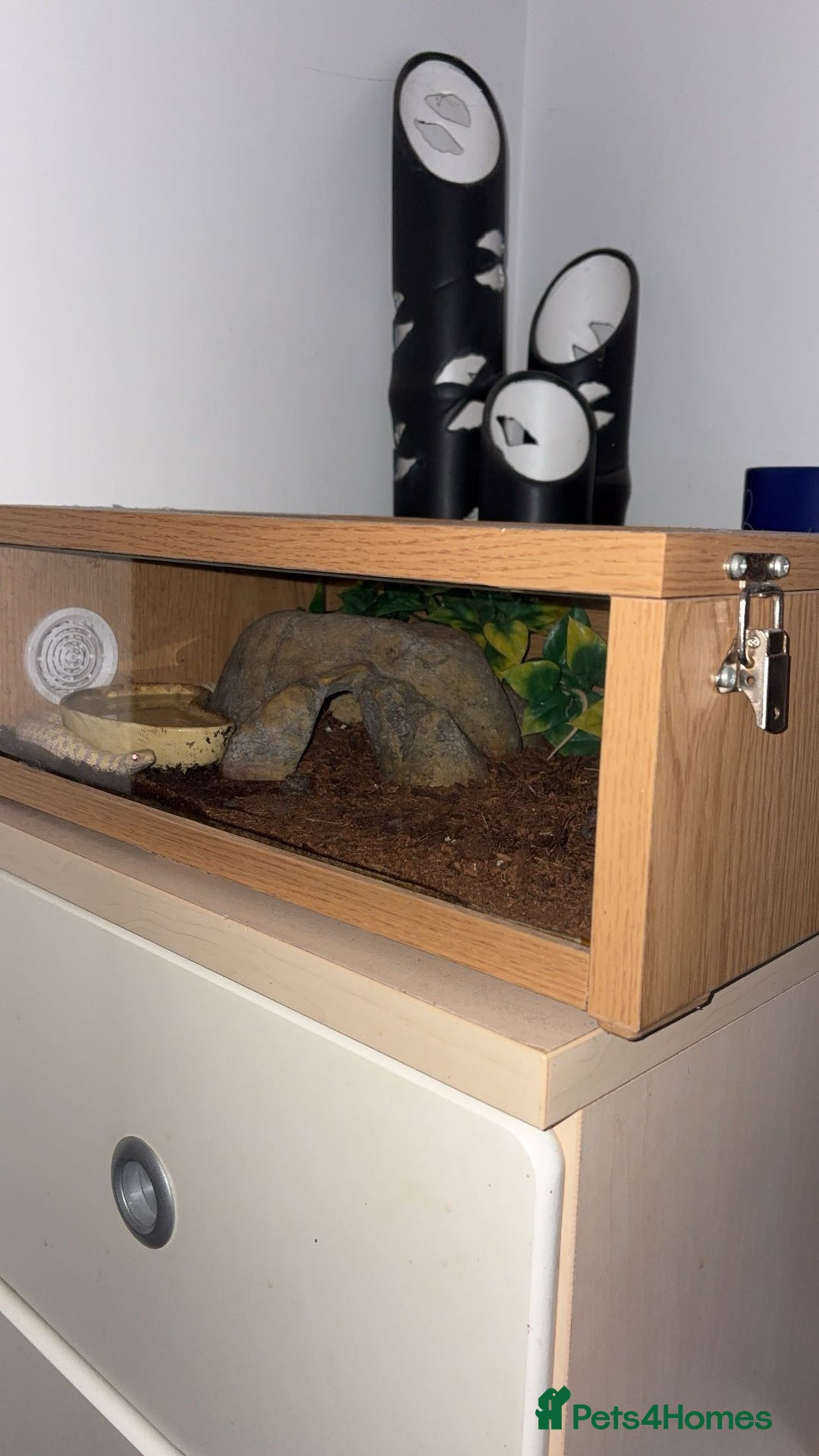 Garter Snake reptiles for sale: Male albino garter snake plus Viv+heat mat  - Advert 6