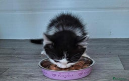 Mixed Breed cats for adoption: GAVIN - Image 3