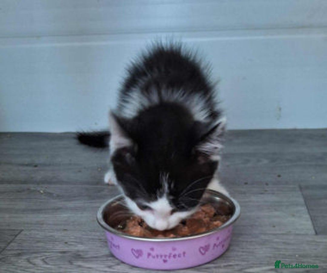 Mixed Breed cats for adoption: GAVIN - Image 3