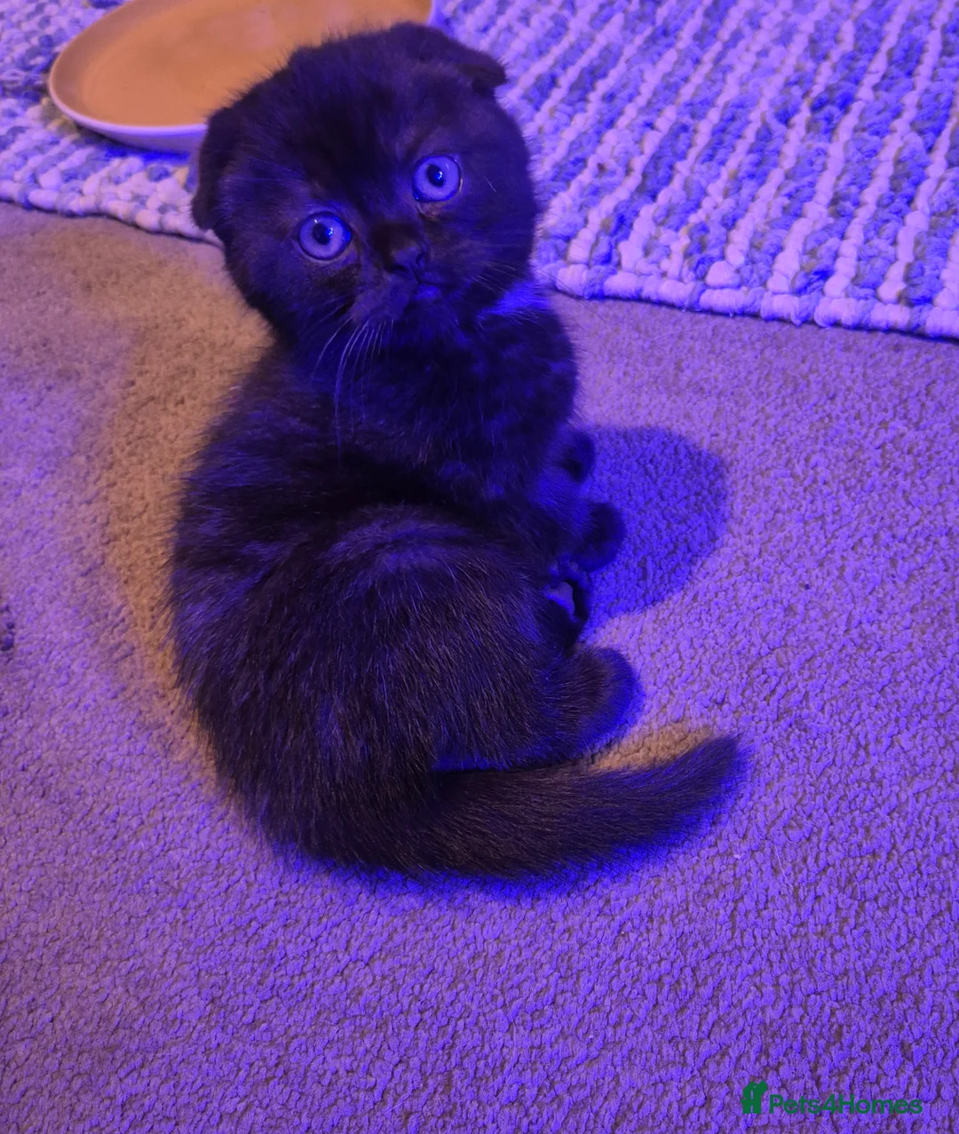 Scottish Fold cats for sale: *Reduced*TICA REGISTERED  - Advert 13