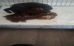 Dachshund dogs for sale: Puppies  - Image 1