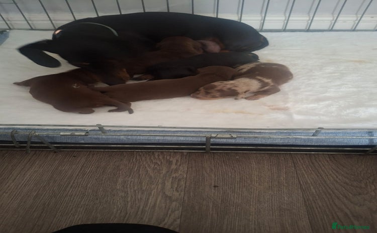 Dachshund dogs - Advert 10