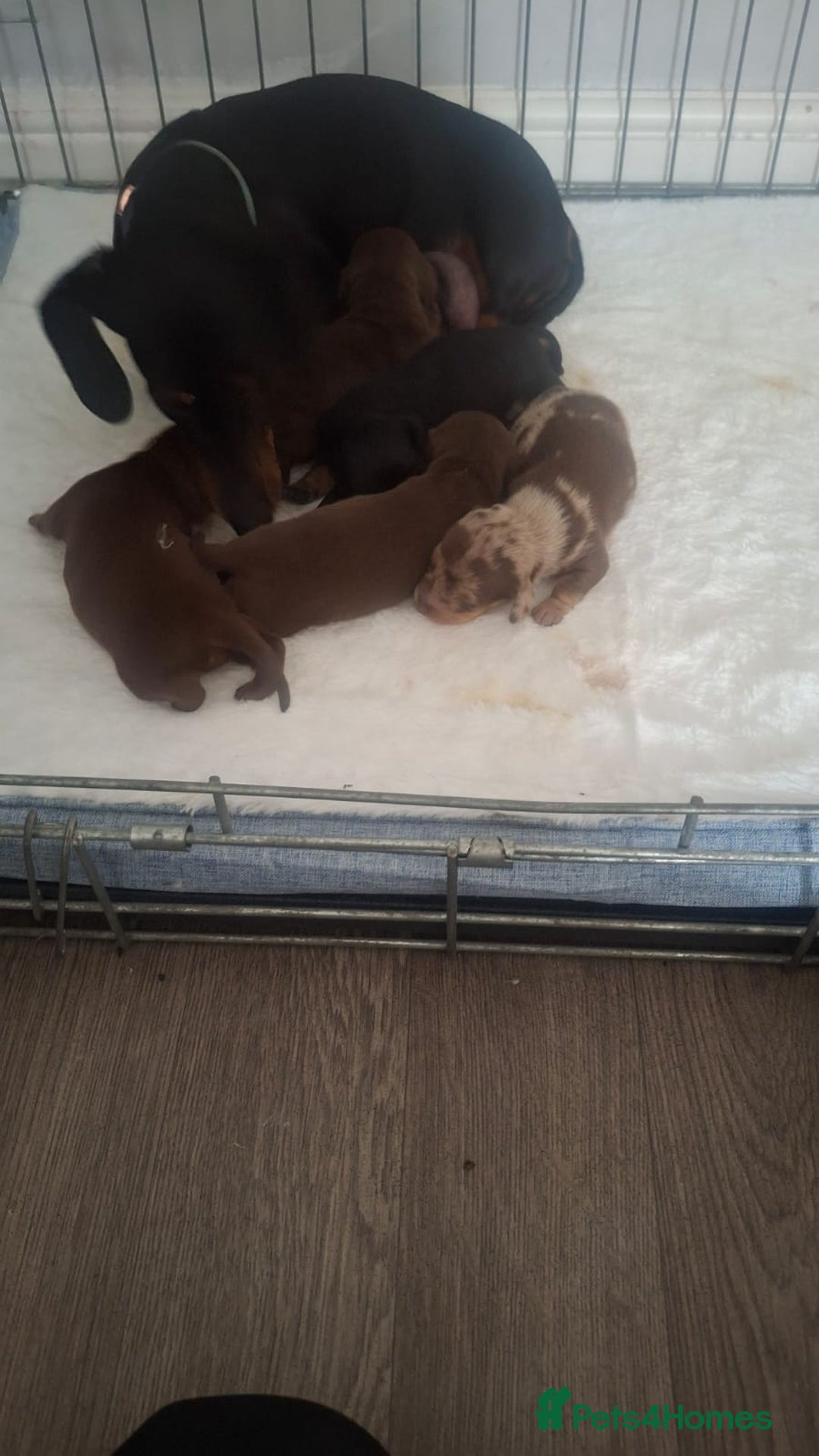 Dachshund dogs for sale: Puppies  - Image 1