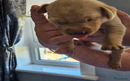 Labrador Retriever dogs for sale: Labrador Retriever  - Image 8