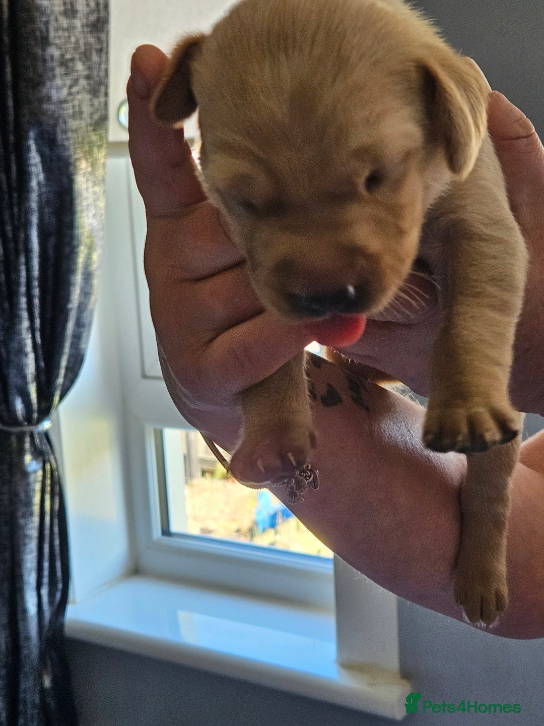 Labrador Retriever dogs for sale: Labrador Retriever  - Image 8