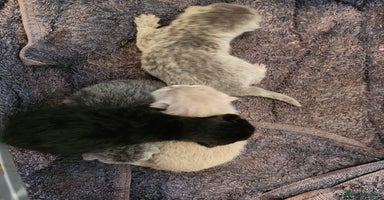 British Shorthair cats - Advert 1