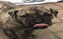 Mastiff dogs for sale: Boerboel x pressa - Image 6