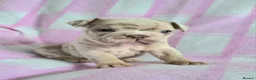 English Bulldog dogs for sale: F1 Mini bull x Kc reg English bulldog - Advert 7