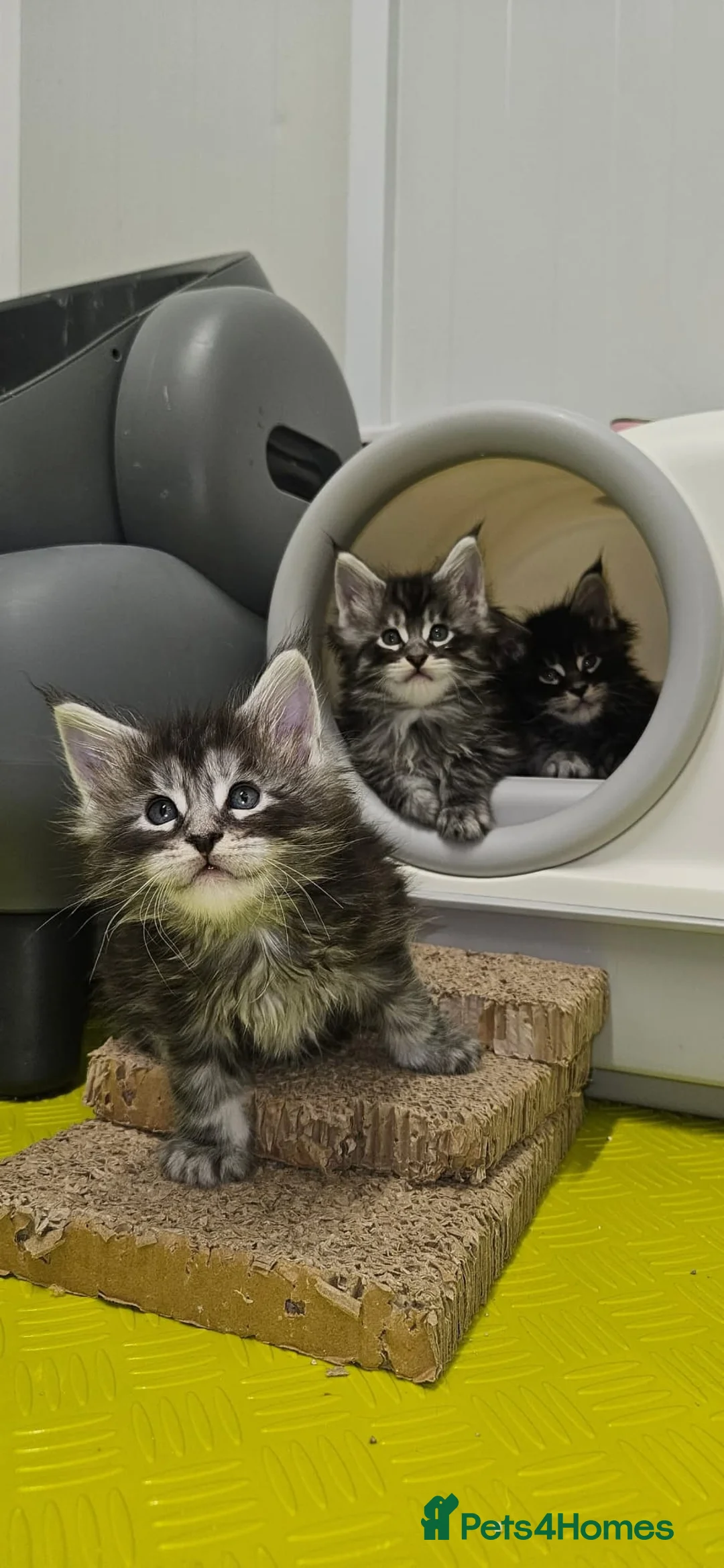 Maine Coon cats for sale: Giants maine coon kittens  in Aylesbury - Advert 14