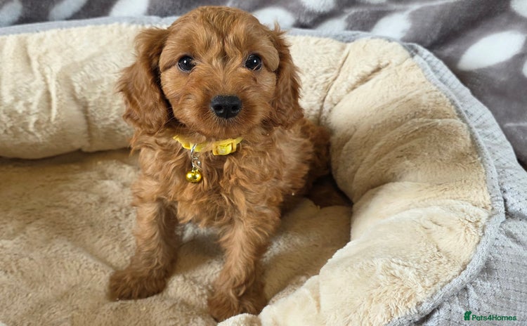 Cavapoo dogs - Advert 1