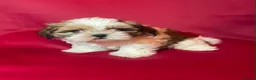 Shih Tzu dogs for sale:  🌟 2 Beautiful Female Puppies Ready Ready to go🌟 - Advert 4