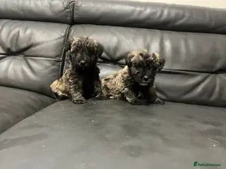 Westiepoo dogs Westiepoo west highland terrier x Toy poodle - Advert 1