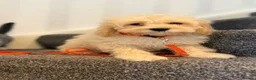 Cockapoo dogs for sale: American cockapoo from health tested parents - Advert 17