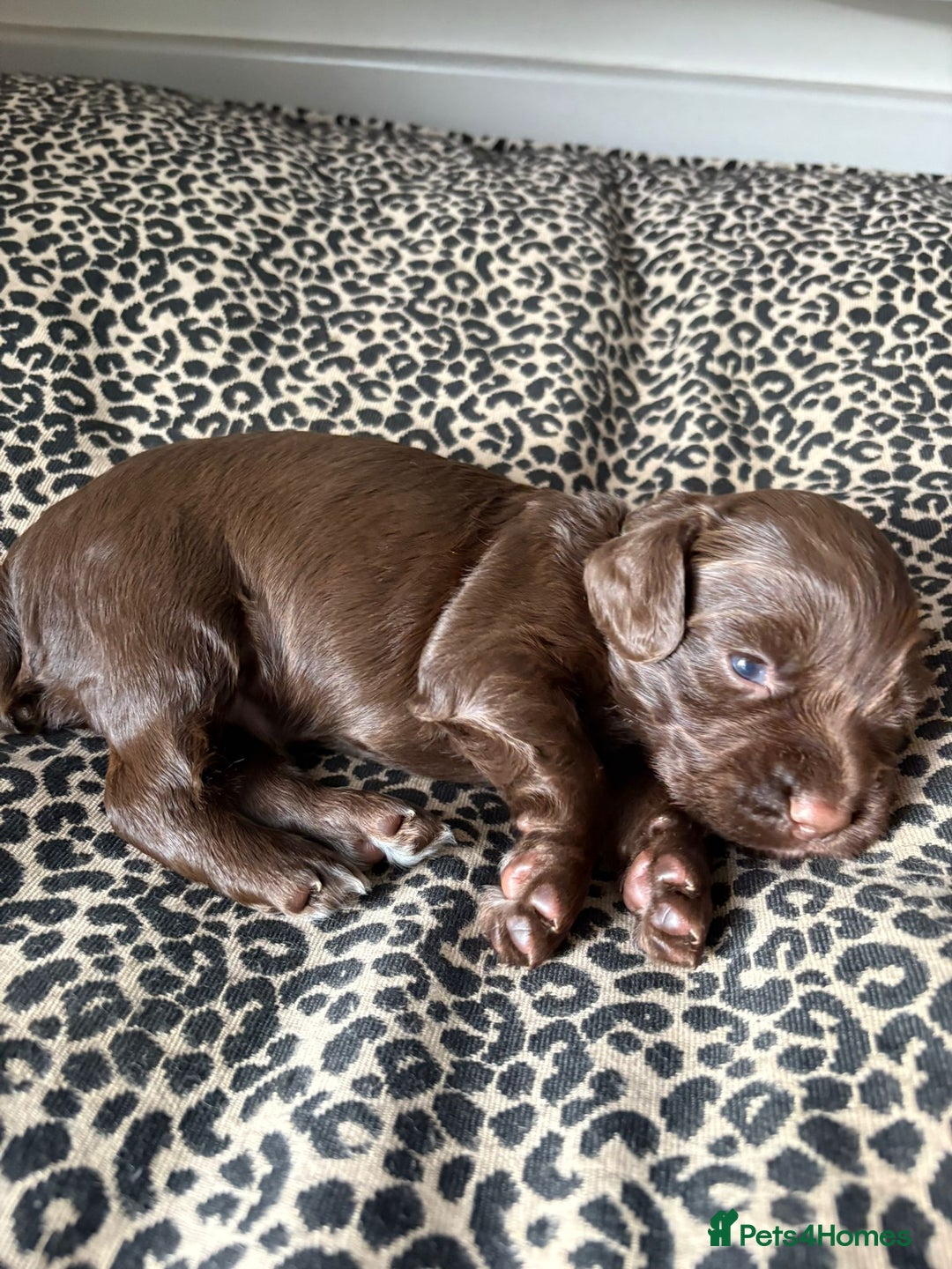 Cocker Spaniel dogs for sale: Two beautiful boy working cocker spaniels left - Advert 3