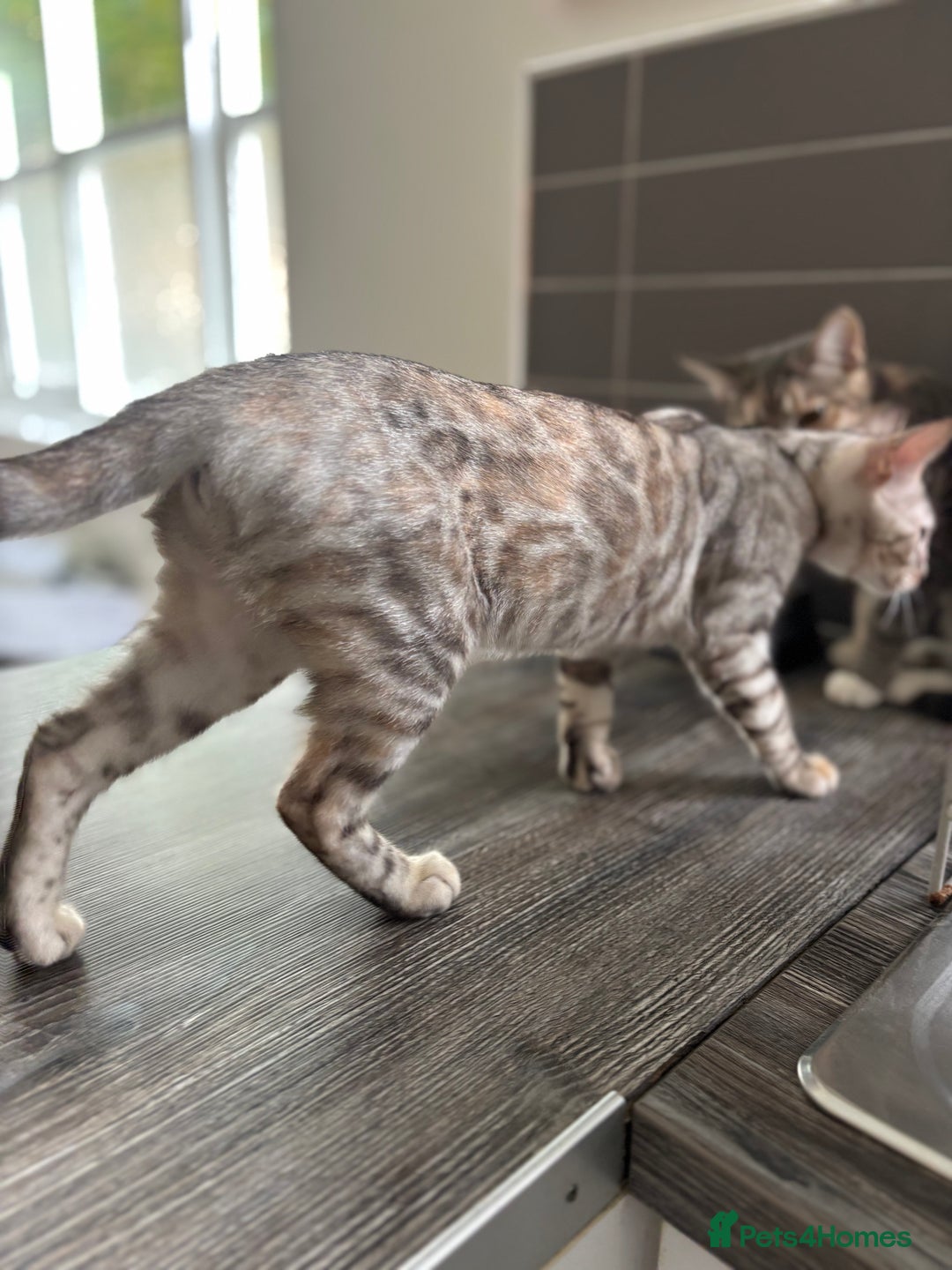 Bengal cats for sale: Beautiful Bengal Kittens ❤️  - Image 6