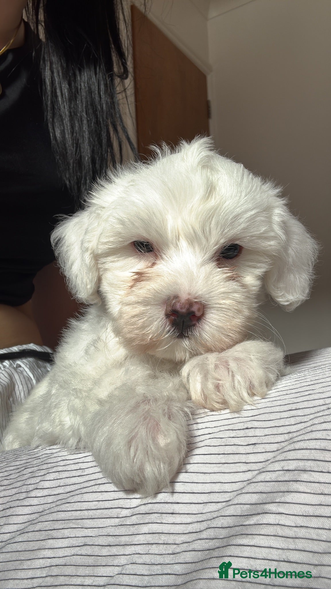 Bichon Frise dogs 🐶 Puppies Looking for Their Forever Homes 🐶 - Advert 5