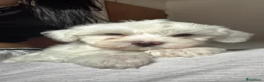 Bichon Frise 4