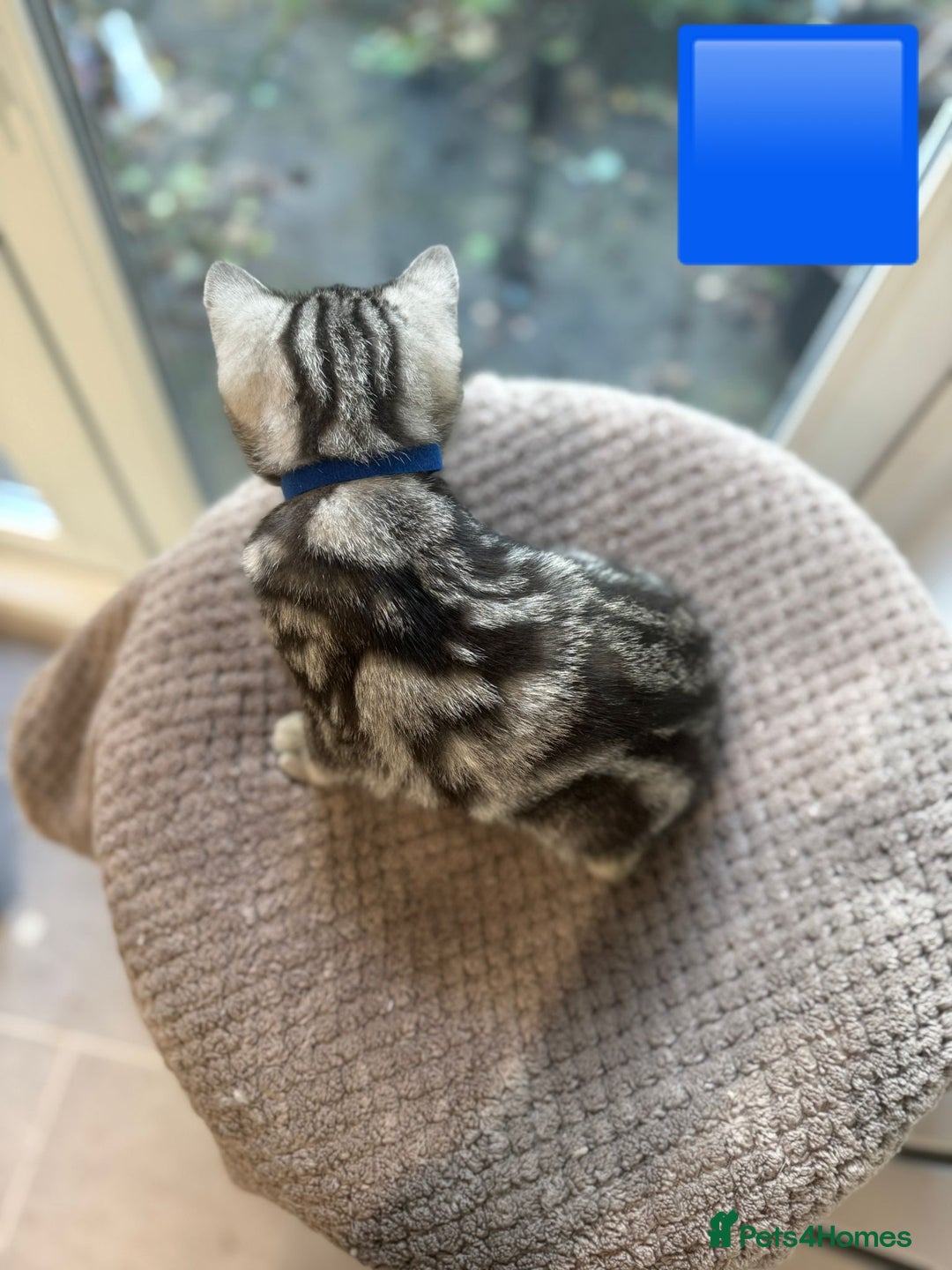 British Shorthair cats for sale: Beautiful registered British Shorthaired Kittens - Image 21