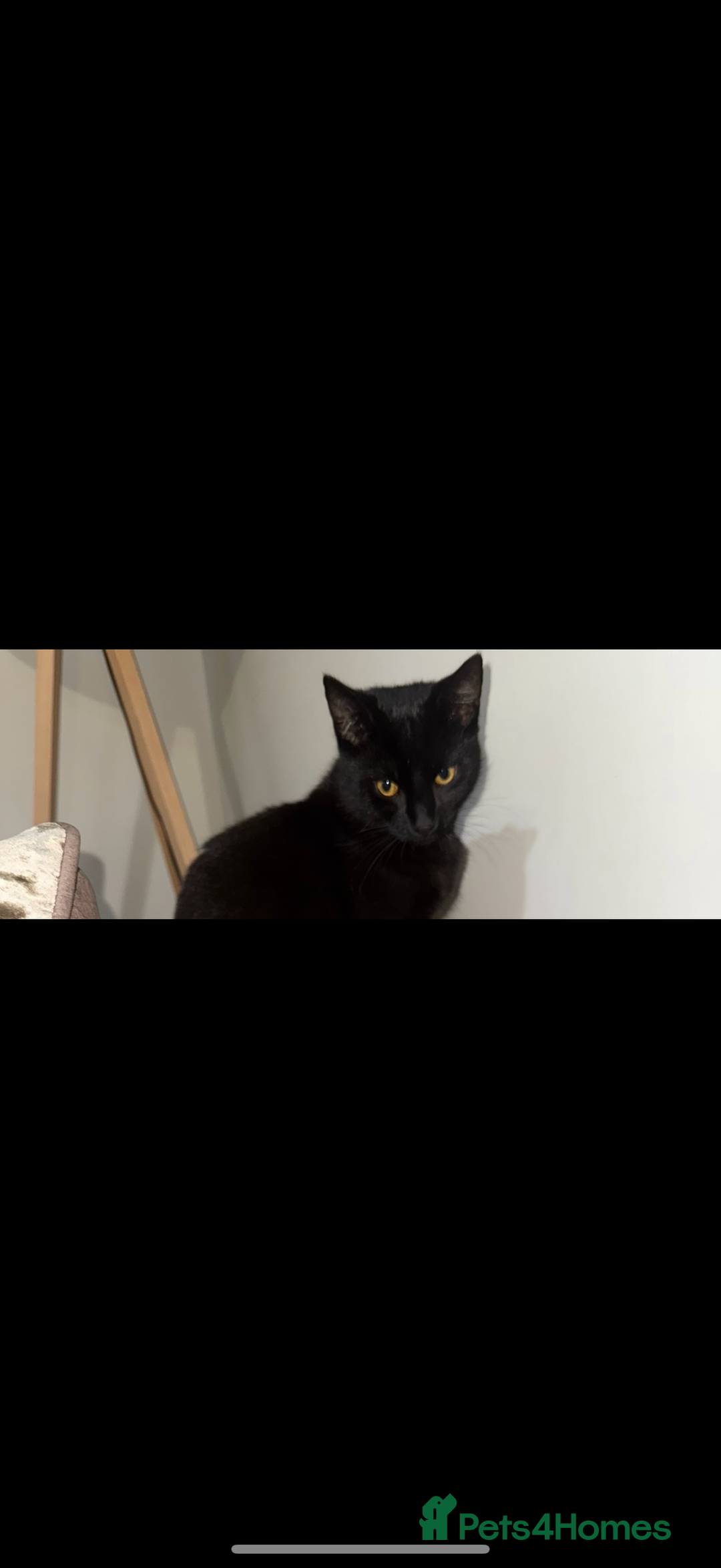 Mixed Breed cats for sale: 3 kittens available - Advert 6