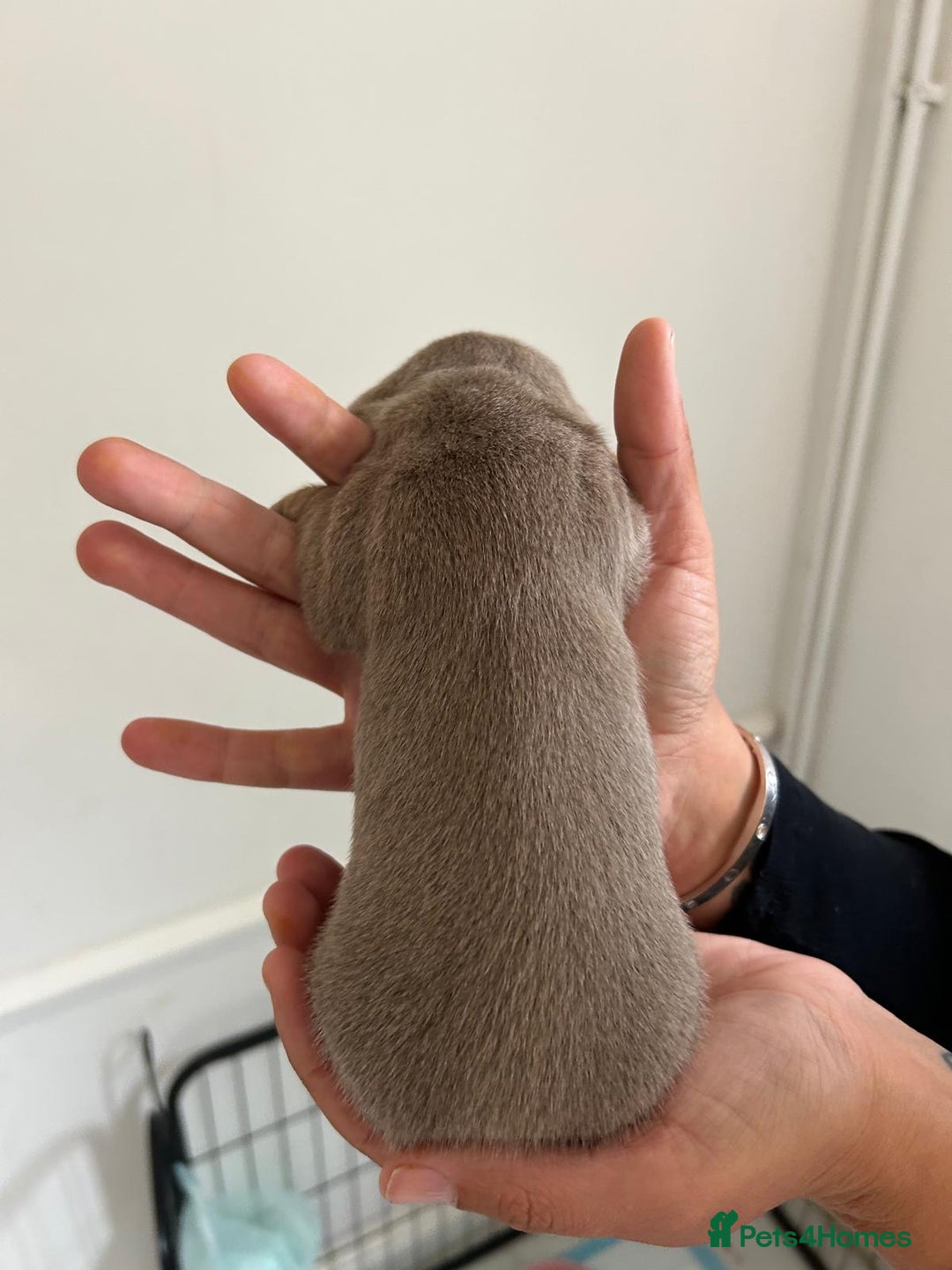Dachshund dogs for sale: Miniature Dachshund puppies  - Image 8