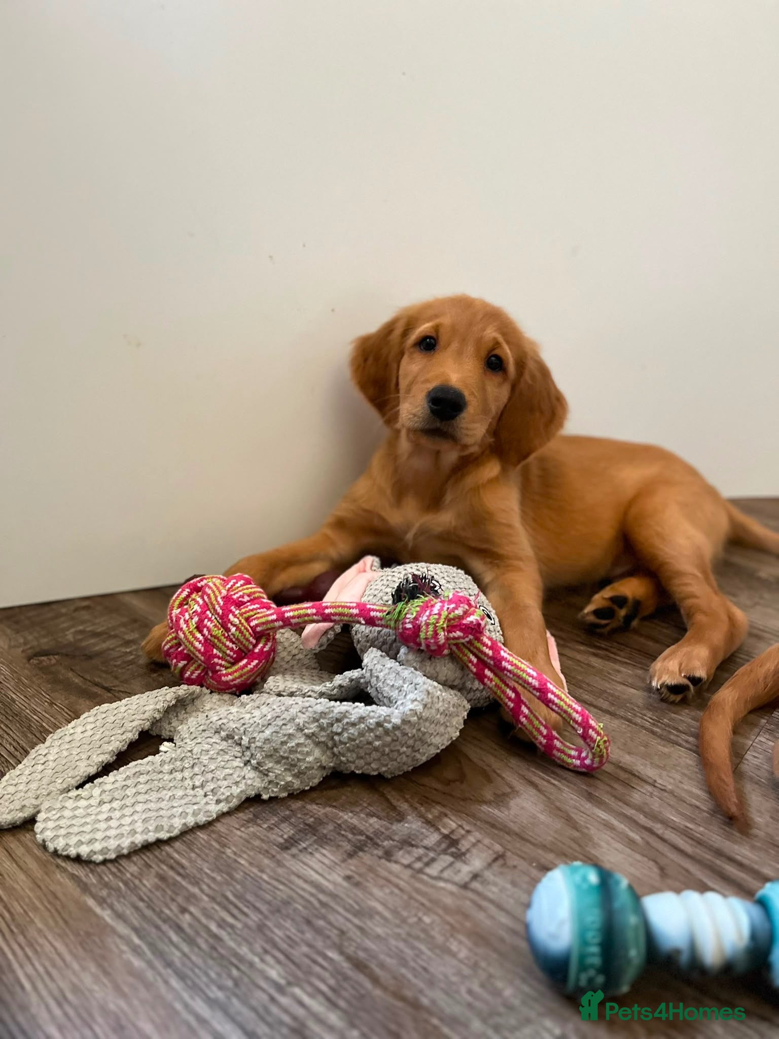 Golden Retriever dogs  Beautiful red golden retrievers 1 girl  1 boys - Advert 2