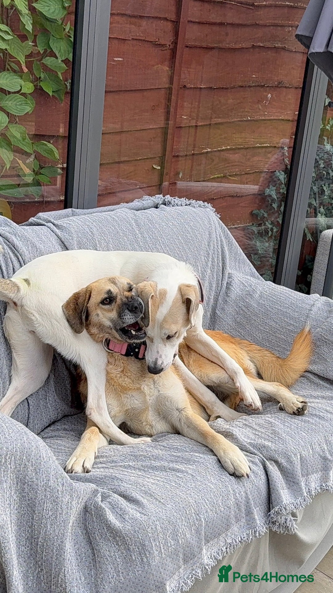 Mixed Breed dogs for adoption: 💖 Gentle Joky is waiting for her forever home! - Image 4