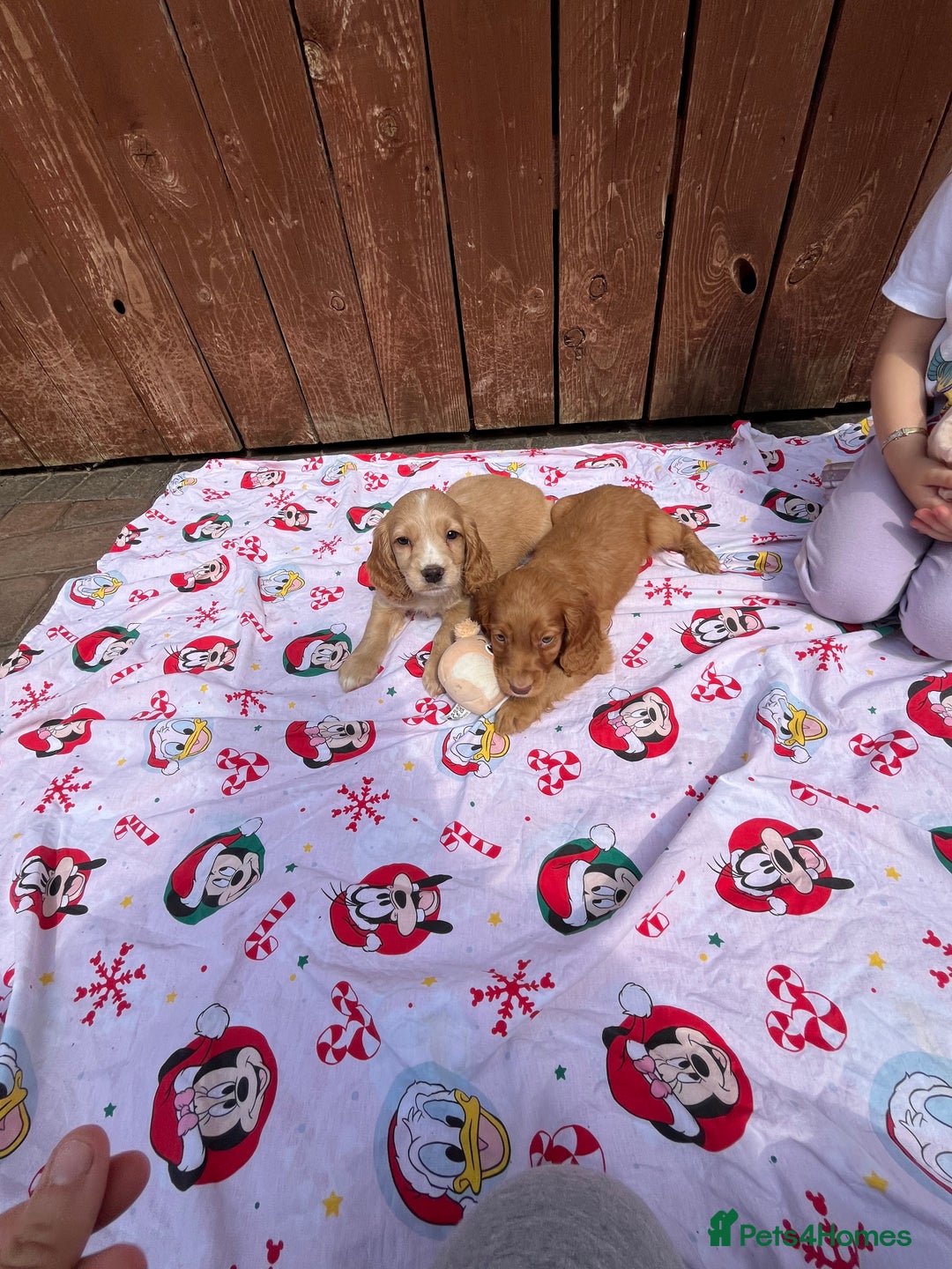 Cocker Spaniel dogs for sale: Beautiful cocker spaniel puppies  - Image 11