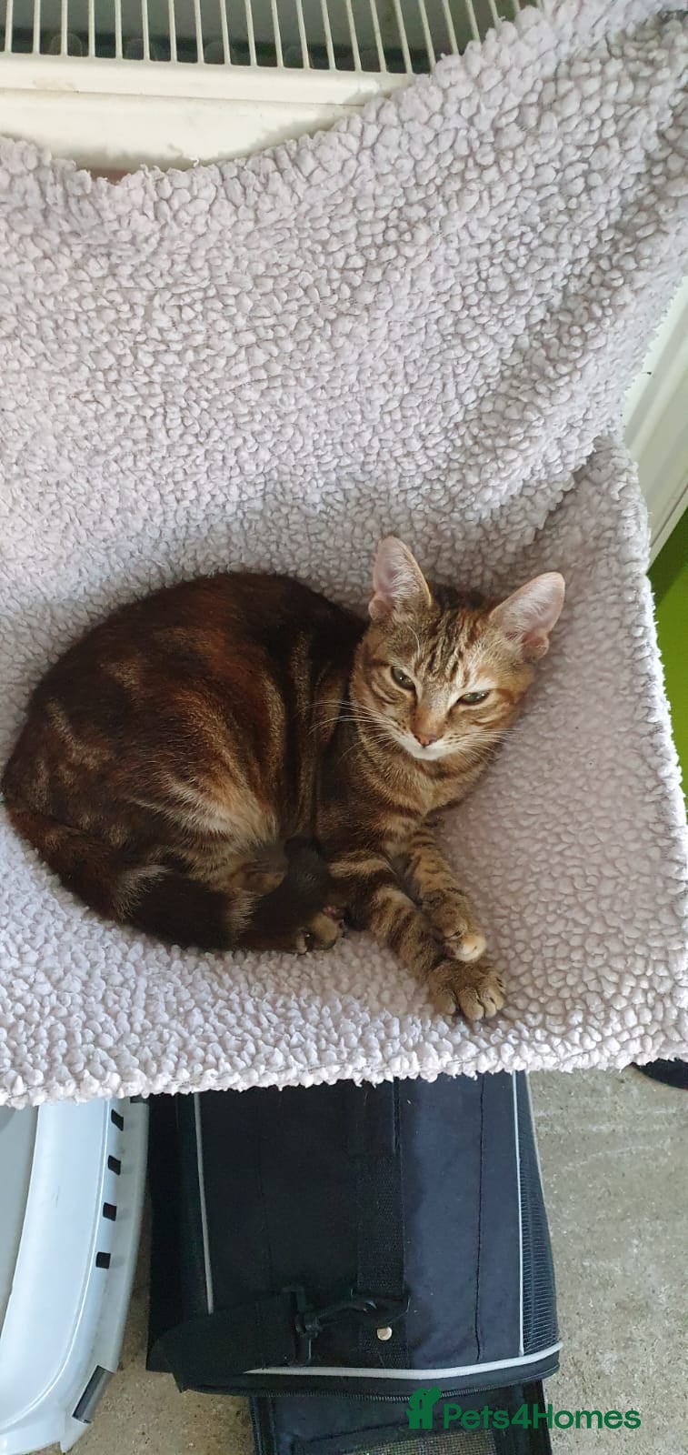 Domestic Shorthair cats Friendly 1 year old male domestic shorthair - Advert 20