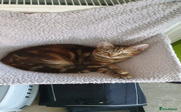 Domestic Shorthair cats Friendly 1 year old male domestic shorthair - Advert 1