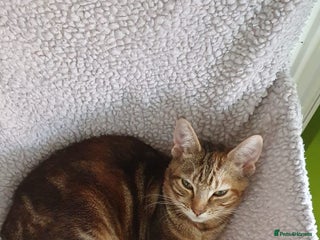 Domestic Shorthair cats Friendly 1 year old male domestic shorthair - Advert 1