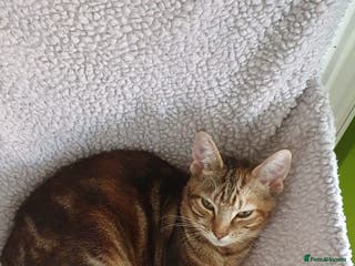 Domestic Shorthair cats Friendly 1 year old male domestic shorthair - Advert 9