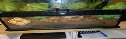 Gecko reptiles for sale: Crested gecko with full bio set up - Advert 10