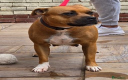Staffordshire Bull Terrier dogs for sale: !READY NOW! KC Reg Quality Red Staffy Puppies  - Image 24