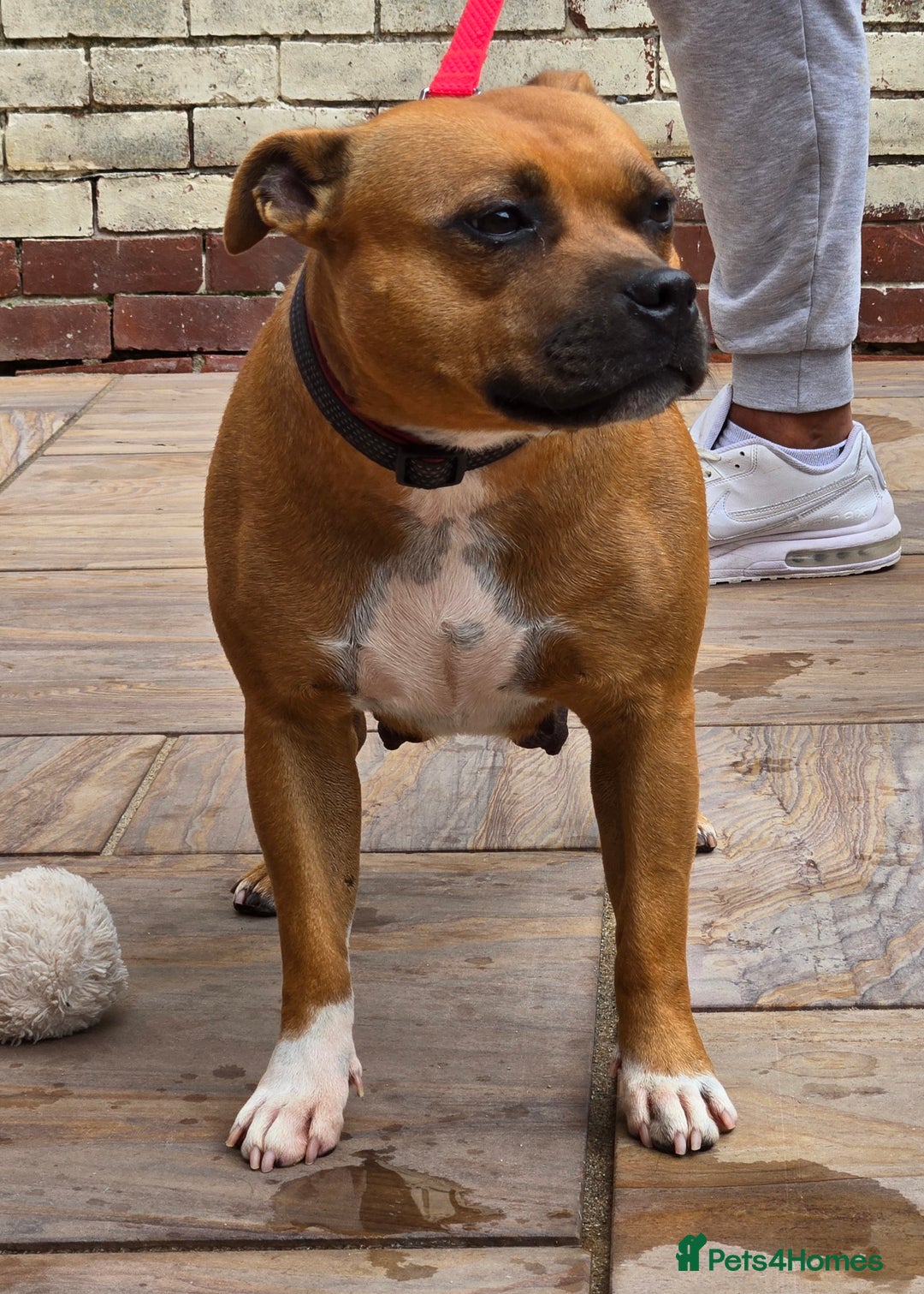 Staffordshire Bull Terrier dogs for sale: !READY NOW! KC Reg Quality Red Staffy Puppies  - Image 24
