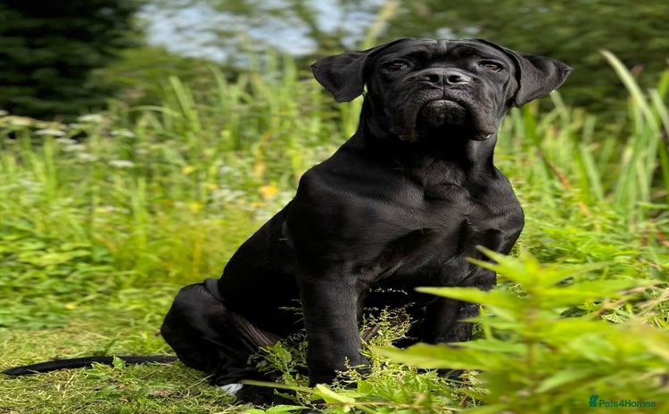 Cane Corso dogs - Advert 1