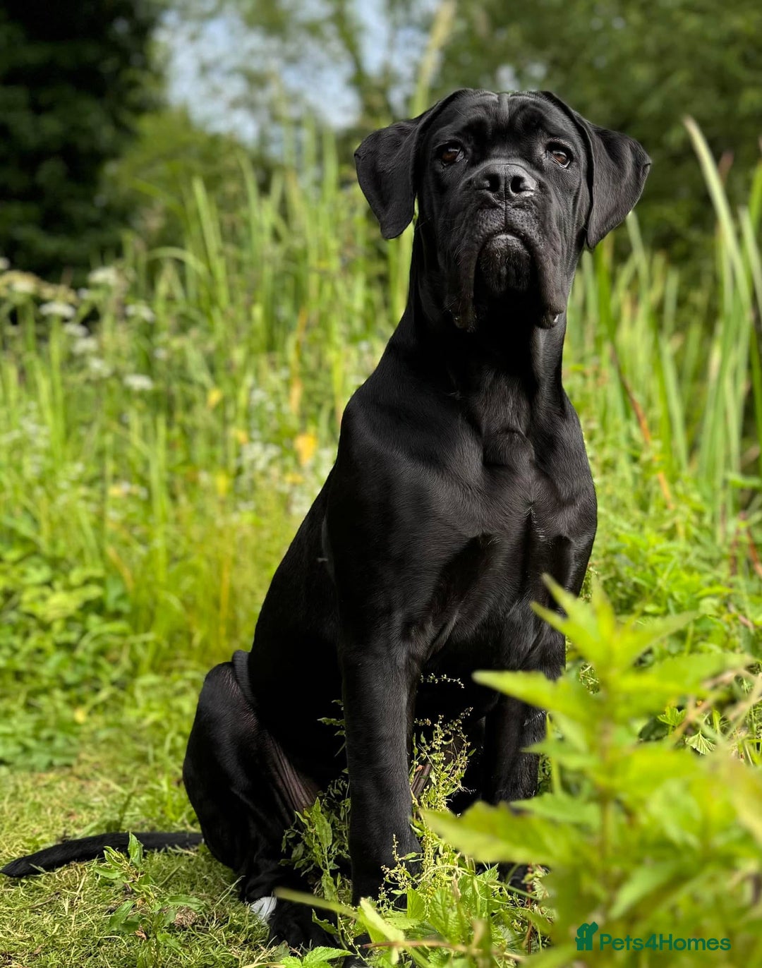 Cane Corso dogs for sale: Cane corso 18 months boy looking for new home - Image 1