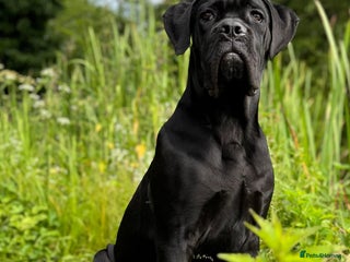 Cane Corso dogs - Advert 8
