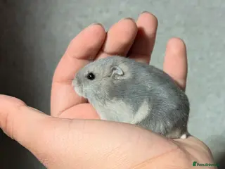 Hamster rodents BABY TAME PEDIGREE & PURE WINTER WHITE DWARFS - Advert 21