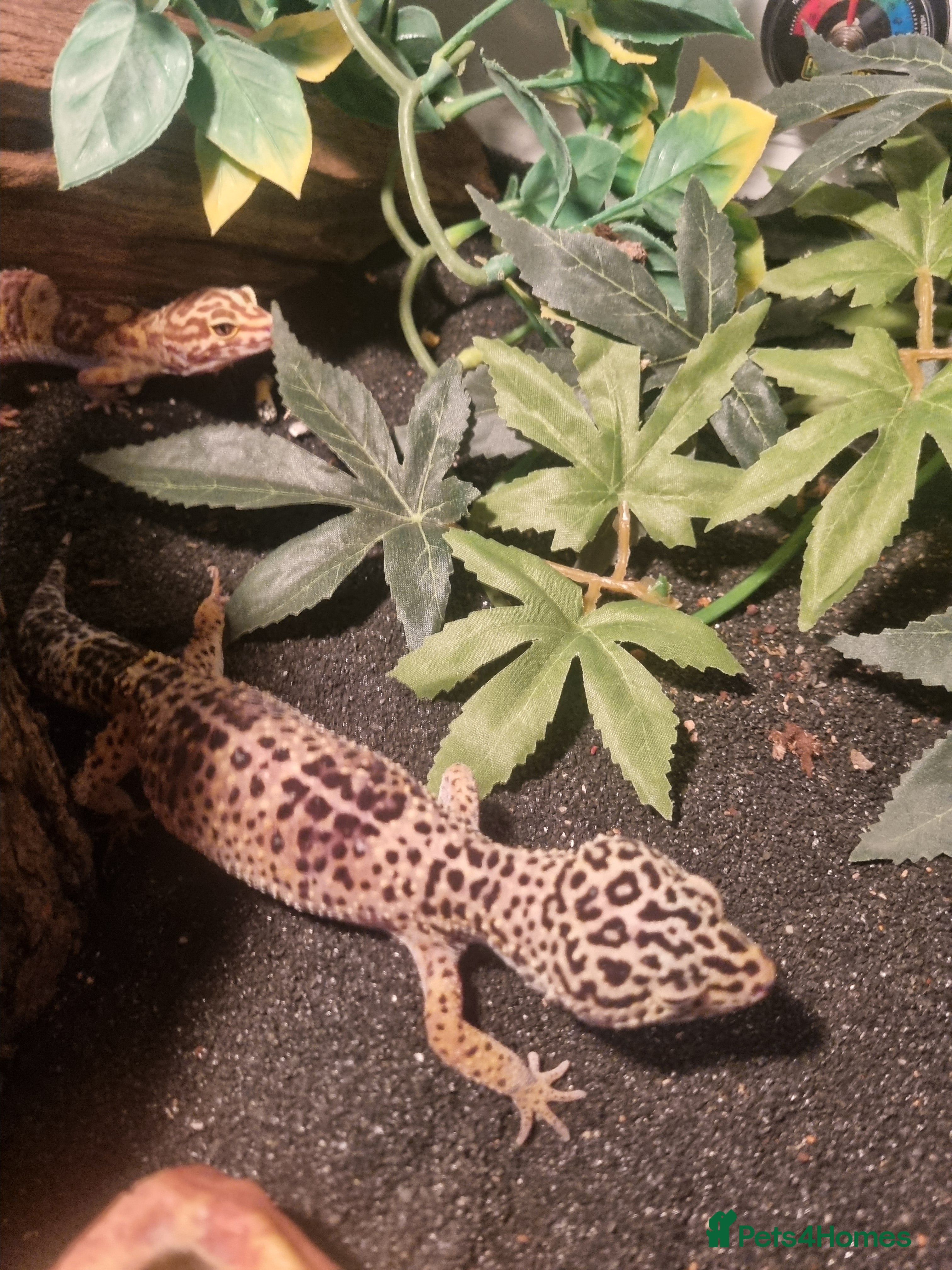 Gecko reptiles For free - Advert 1