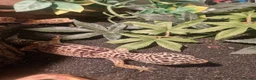 Gecko reptiles for sale: For free in London - Advert 1
