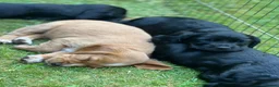 Cocker Spaniel dogs for sale: Kc registered cocker spaniel puppies  in Okehampton - Advert 4