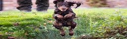 Cocker Spaniel dogs for stud: Proven Stud - Working Cocker Spaniel in Middlewich - Advert 39