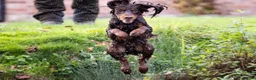 Cocker Spaniel dogs for stud: Proven Stud - Working Cocker Spaniel in Middlewich - Advert 39