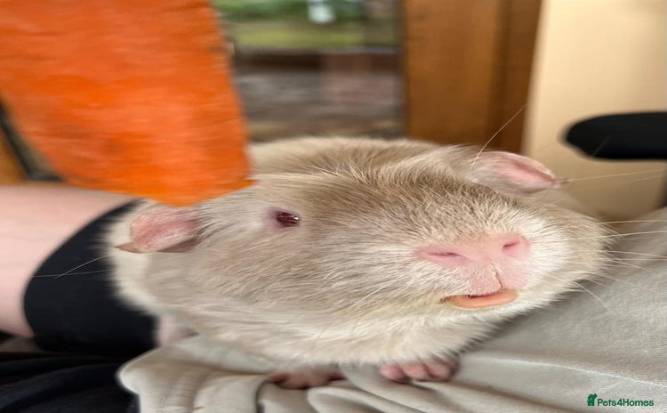 Guinea Pig rodents - Advert 1
