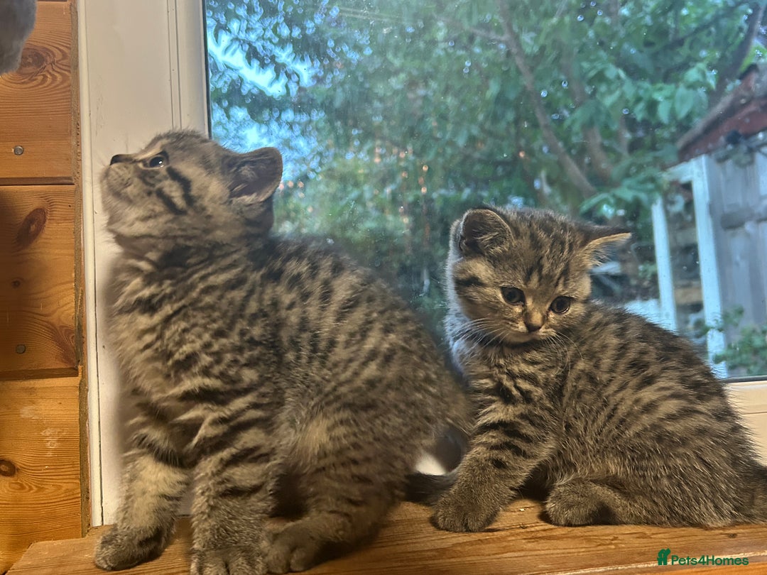 British Shorthair cats for sale: Adorable BSH kittens - Image 20