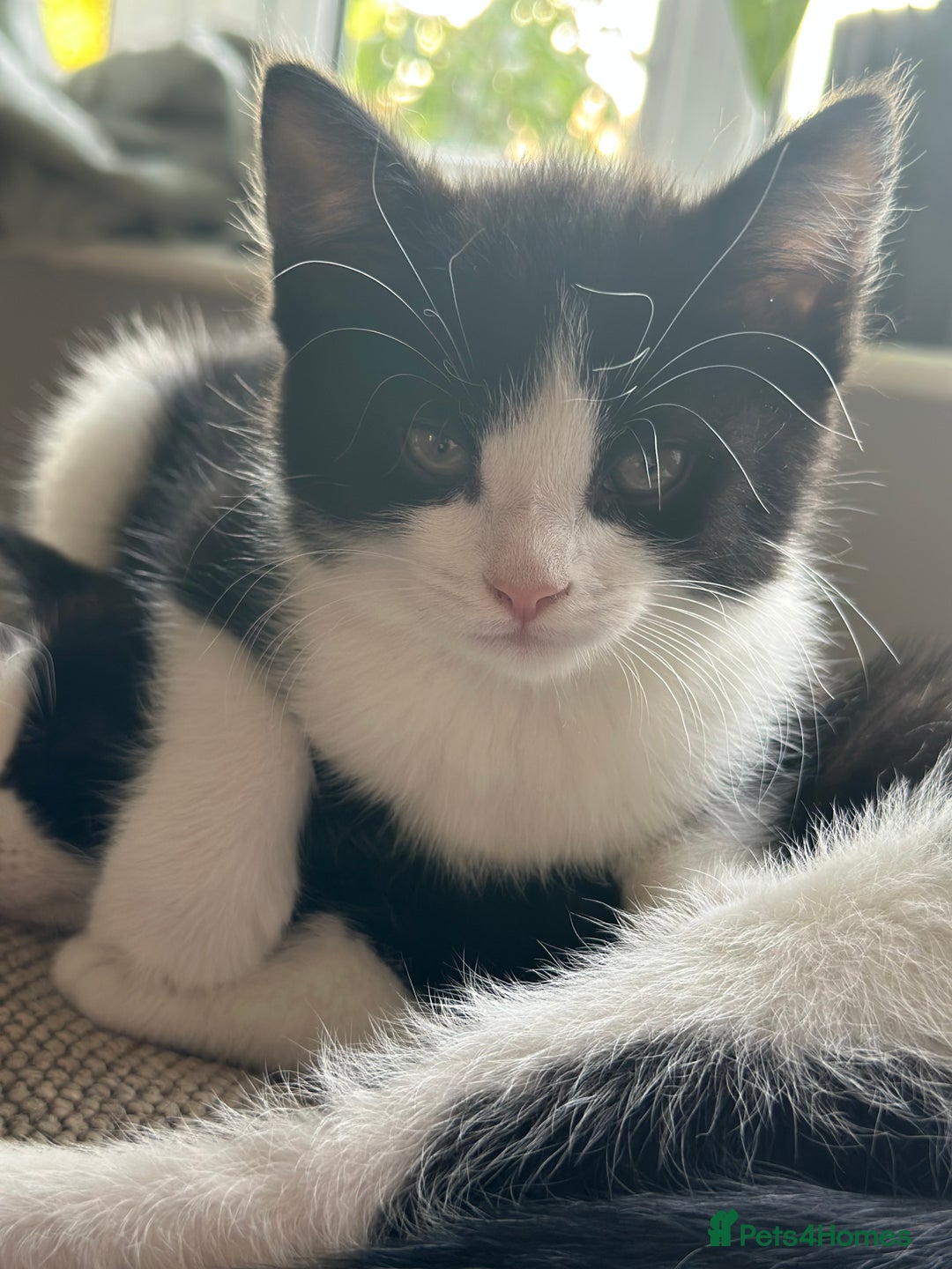 British Shorthair cats for sale: Beautiful tuxedo kittens - Image 5