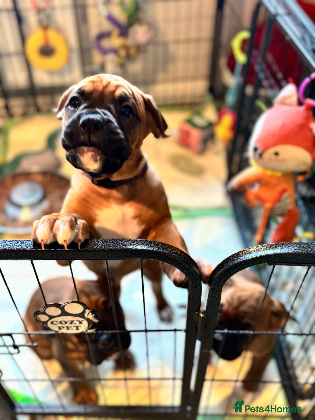 Boxer dogs for sale: 1 Female Boxer X Puppies-Ready Now - Image 33